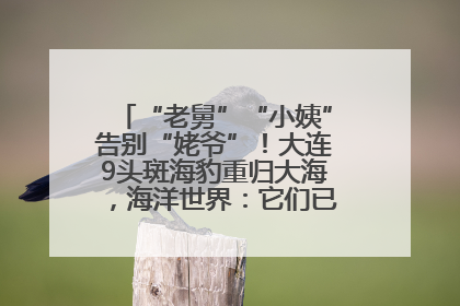 “老舅”“小姨”告别“姥爷”！大连9头斑海豹重归大海，海洋世界：它们已具备野外生存能力