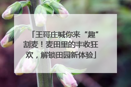 王哥庄喊你来“趣”割麦！麦田里的丰收狂欢，解锁田园新体验