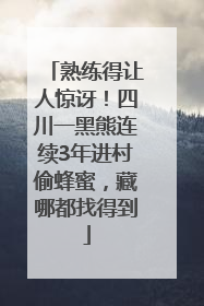 熟练得让人惊讶！四川一黑熊连续3年进村偷蜂蜜，藏哪都找得到