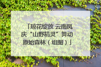 琼花绽放 云南凤庆“山野精灵”舞动原始森林（组图）