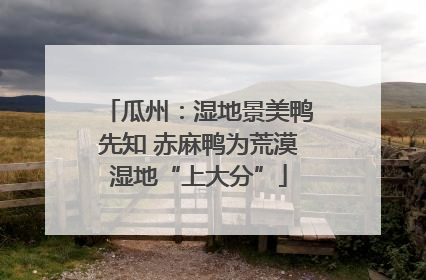 瓜州：湿地景美鸭先知 赤麻鸭为荒漠湿地“上大分”