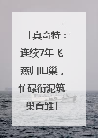 真奇特：连续7年飞燕归旧巢，忙碌衔泥筑巢育雏