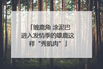 缠鹿角 涂泥巴 进入发情季的雄鹿这样“秀肌肉”