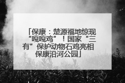 保康：楚源福地惊现“嘎嘎鸡”！国家“三有”保护动物石鸡亮相保康沿河公园