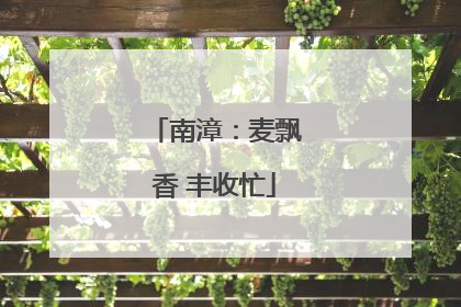 南漳：麦飘香 丰收忙