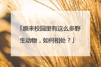 原来校园里有这么多野生动物，如何相处？