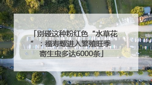 别碰这种粉红色“水草花”：福寿螺进入繁殖旺季 寄生虫多达6000条