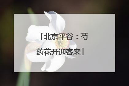北京平谷：芍药花开迎客来