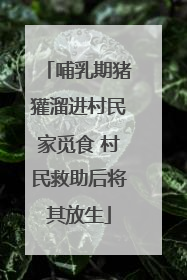哺乳期猪獾溜进村民家觅食 村民救助后将其放生