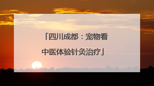 四川成都：宠物看中医体验针灸治疗