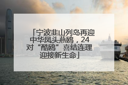 宁波韭山列岛再迎中华凤头燕鸥，24对“酷鸥”喜结连理迎接新生命