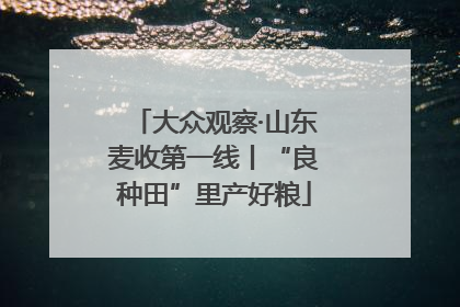 大众观察·山东麦收第一线丨“良种田”里产好粮