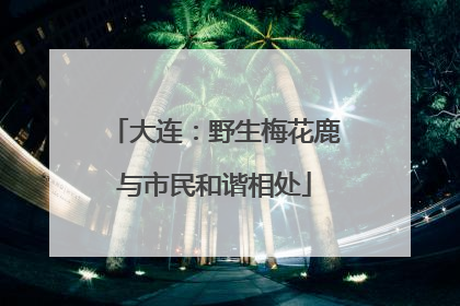 大连：野生梅花鹿与市民和谐相处