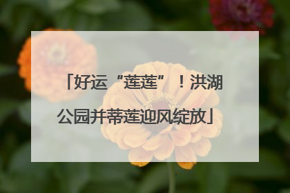 好运“莲莲”！洪湖公园并蒂莲迎风绽放