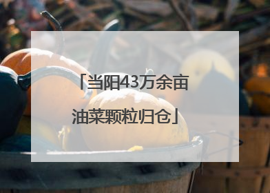 当阳43万余亩油菜颗粒归仓