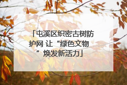 屯溪区织密古树防护网 让“绿色文物”焕发新活力