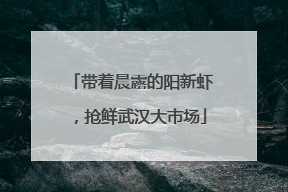 带着晨露的阳新虾，抢鲜武汉大市场