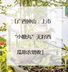 广西钟山：上市“小糖丸”无籽西瓜助农增收