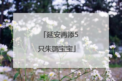 延安再添5只朱鹮宝宝