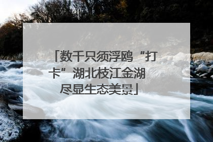 数千只须浮鸥“打卡”湖北枝江金湖 尽显生态美景