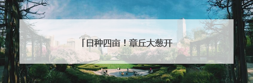 日种四亩！章丘大葱开启“机械插秧”新时代