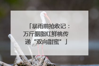 暴雨前抢收记：万斤胭脂红鲜桃传递“双向甜蜜”