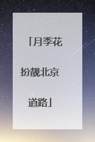 月季花扮靓北京道路