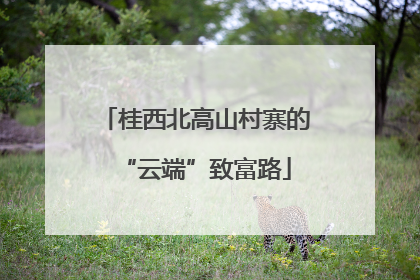 桂西北高山村寨的“云端”致富路