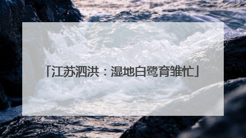 江苏泗洪：湿地白鹭育雏忙