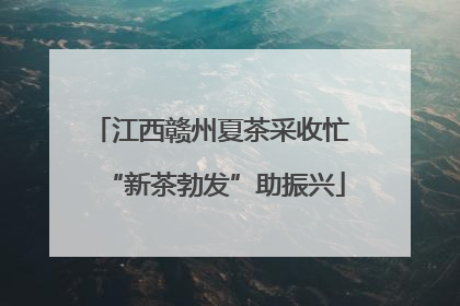 江西赣州夏茶采收忙 “新茶勃发”助振兴