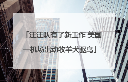汪汪队有了新工作 美国一机场出动牧羊犬驱鸟