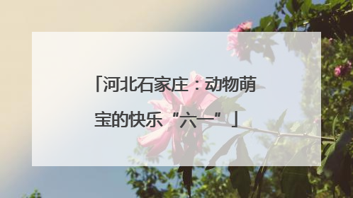 河北石家庄：动物萌宝的快乐“六一”