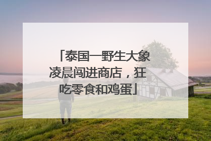 泰国一野生大象凌晨闯进商店,狂吃零食和鸡蛋
