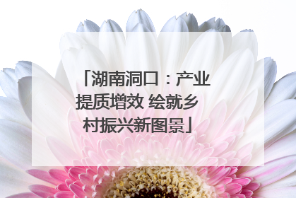 湖南洞口：产业提质增效 绘就乡村振兴新图景