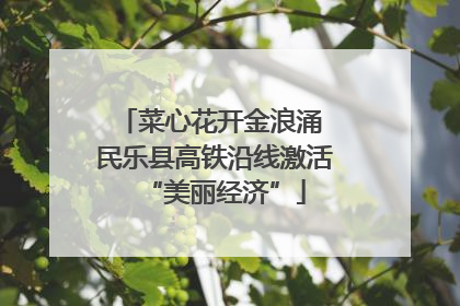 菜心花开金浪涌 民乐县高铁沿线激活“美丽经济”