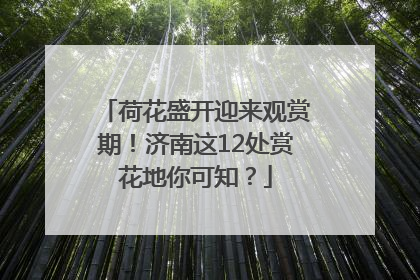 荷花盛开迎来观赏期！济南这12处赏花地你可知？