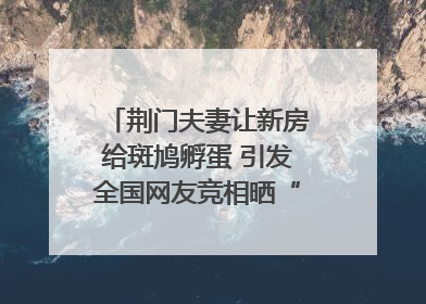 荆门夫妻让新房给斑鸠孵蛋 引发全国网友竞相晒“人鸟共处”图