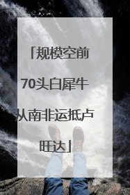 规模空前 70头白犀牛从南非运抵卢旺达