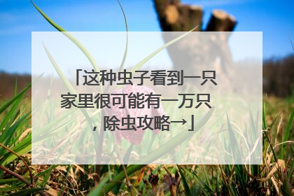 这种虫子看到一只家里很可能有一万只，除虫攻略→