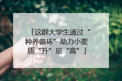 这群大学生通过“种养循环”助力小麦质“升”量“高”