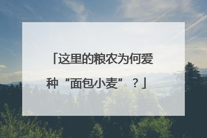 这里的粮农为何爱种“面包小麦”？