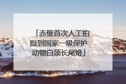 赤壁首次人工拍摄到国家一级保护动物白颈长尾雉