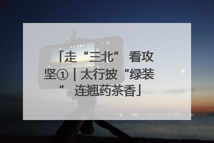 走“三北” 看攻坚①｜太行披“绿装” 连翘药茶香