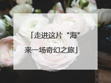 走进这片“海”来一场奇幻之旅