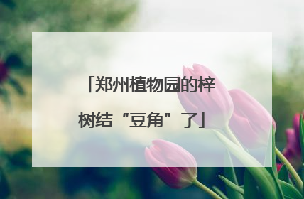 郑州植物园的梓树结“豆角”了