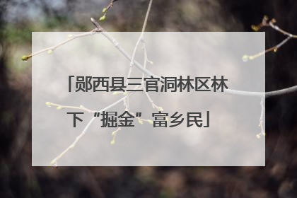 郧西县三官洞林区林下“掘金”富乡民
