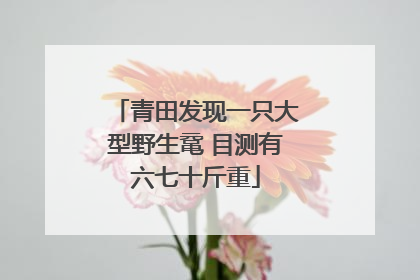 青田发现一只大型野生鼋 目测有六七十斤重