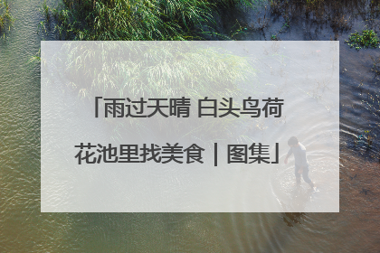 雨过天晴 白头鸟荷花池里找美食｜图集
